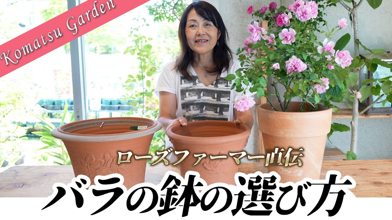 【バラの基本知識】バラの鉢の選び方を詳しく解説します