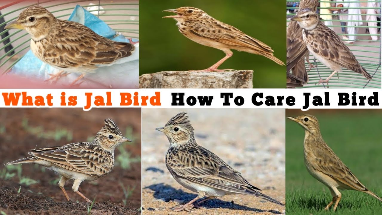 SkyLark. Mushadi Jal Lundda Jal What's Jal Bird