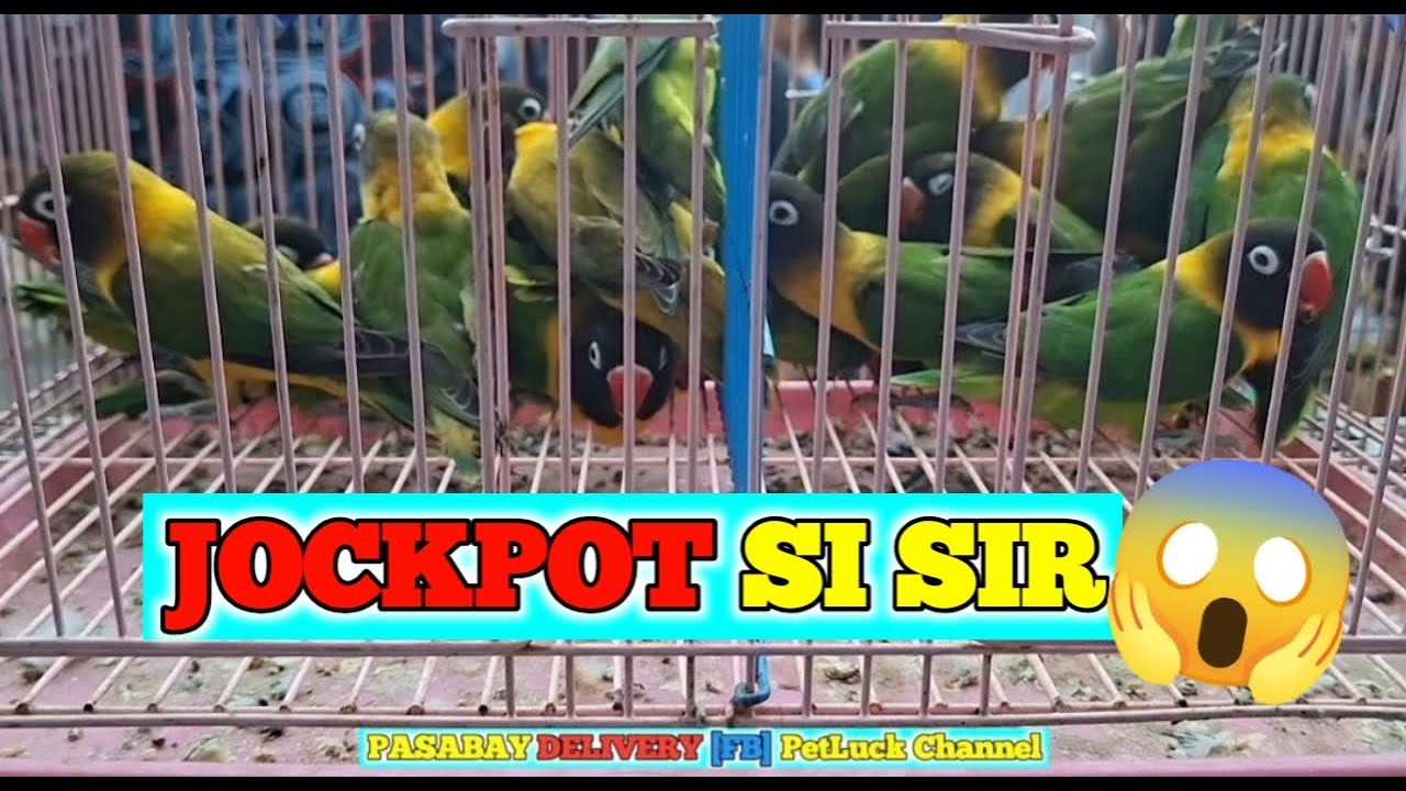 LOVEBIRDS SUPER SALE SA HULONG DUHAT MALABON