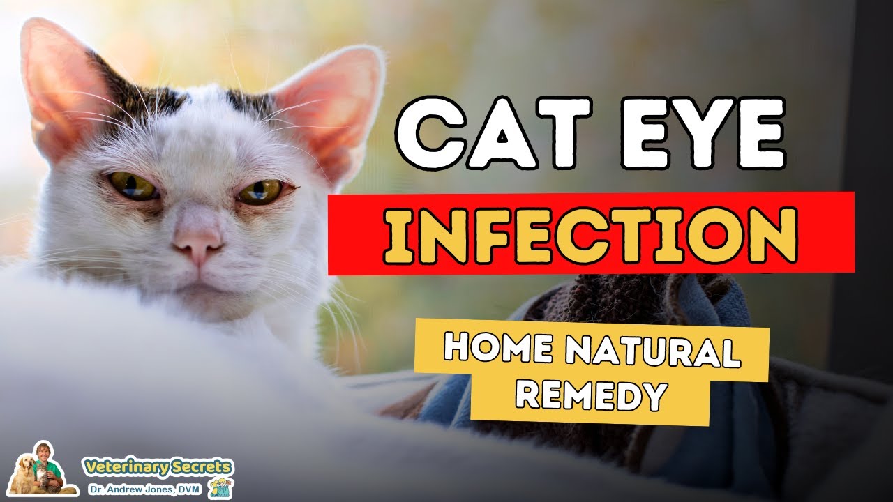 Cat With Infected Eye? Best 3 Holistic Remedies