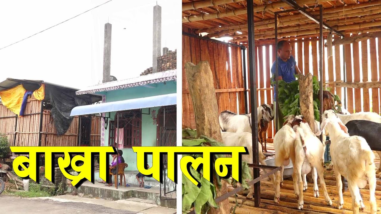 थोरै लगानी र थोरै संख्या बाट सुरु गरिएको बाख्रा पालनको यात्रा || Goat farming in Nepal ||