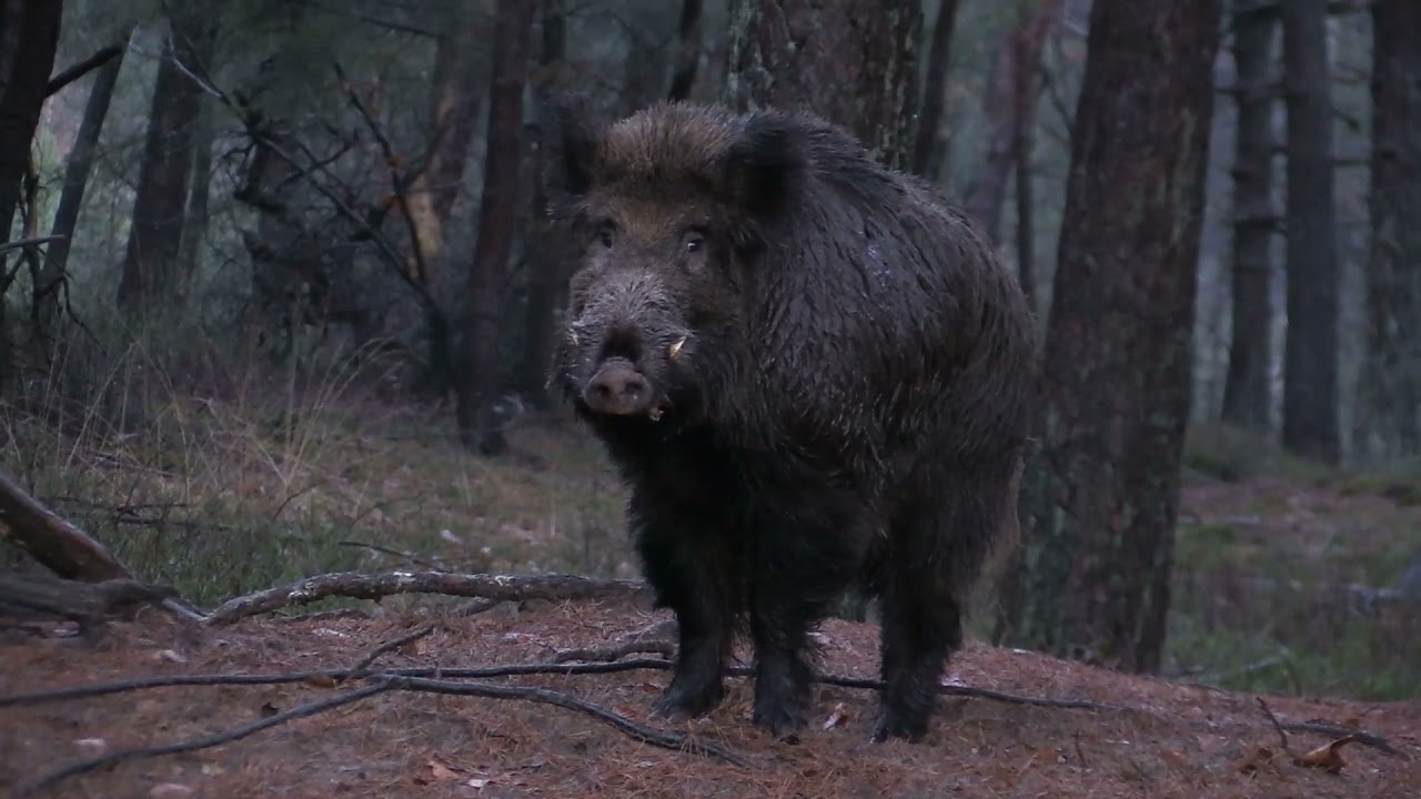Big Boy, keiler Veluwe movie