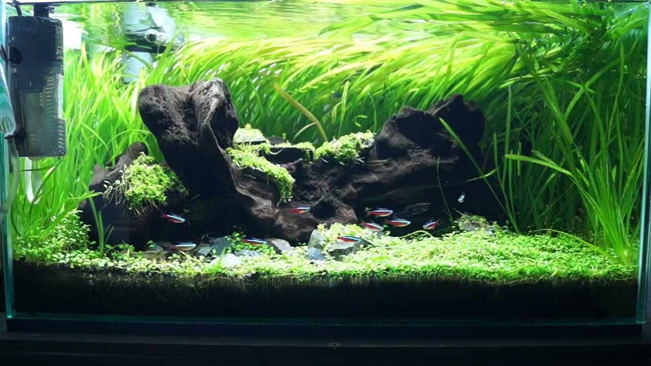 おひさしブリーフ水草水槽
