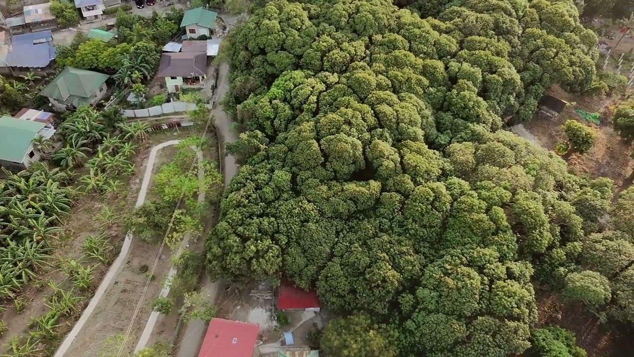 HenRiz top view