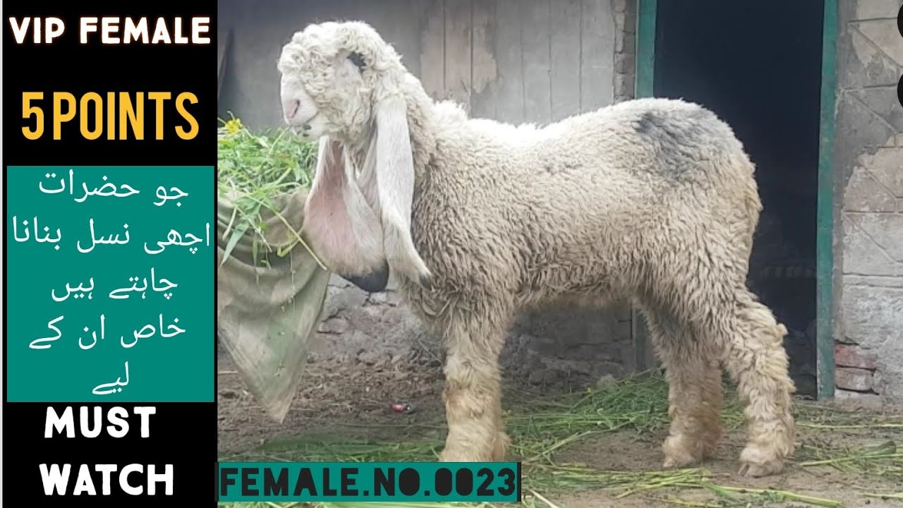 Vip Female Pure | Five Points | Big Hight And Very Big Length | Female.No.0023