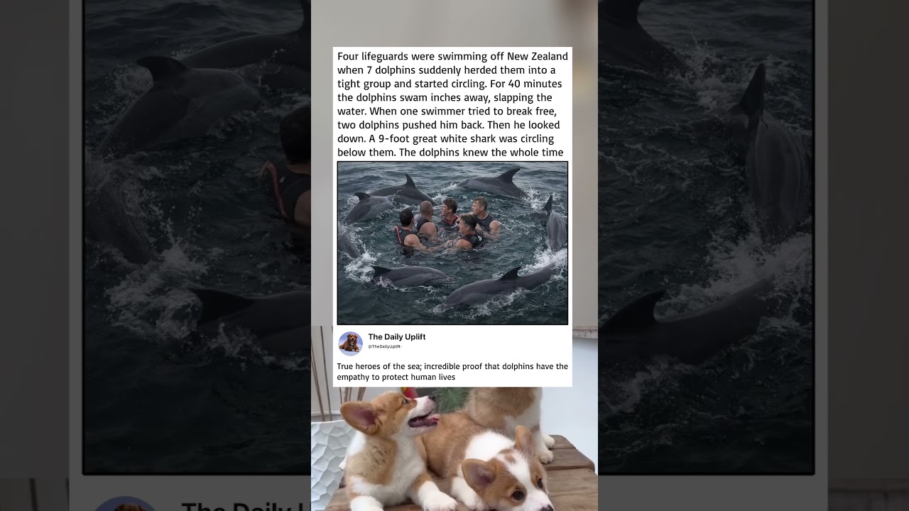 Incredible ocean guardians: brave dolphins protecting swimmers from hidden danger