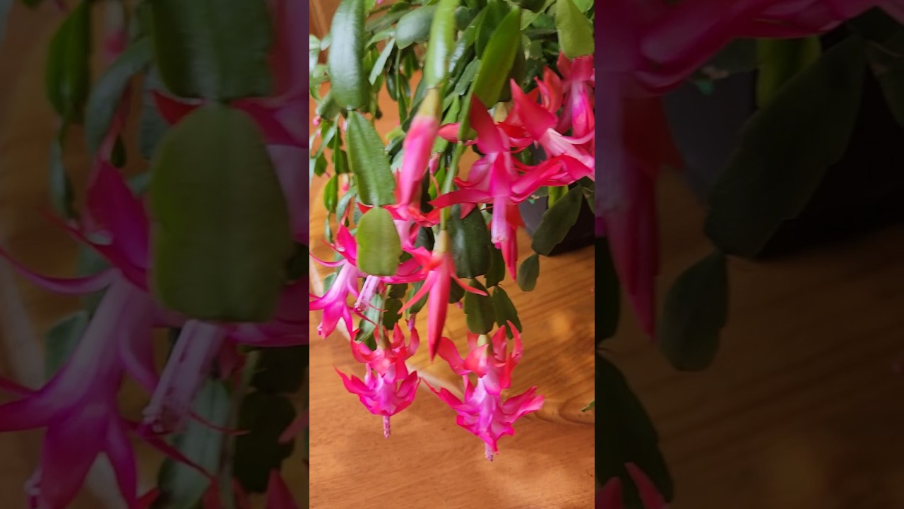 4 Secrets to a Blooming Christmas Cactus