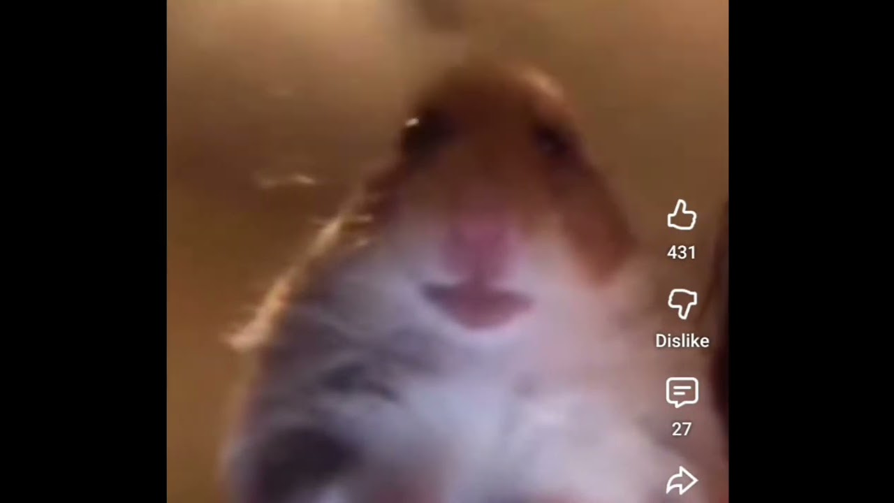 hamster calling meme slowed (1 hours 1 min 3 seconds)