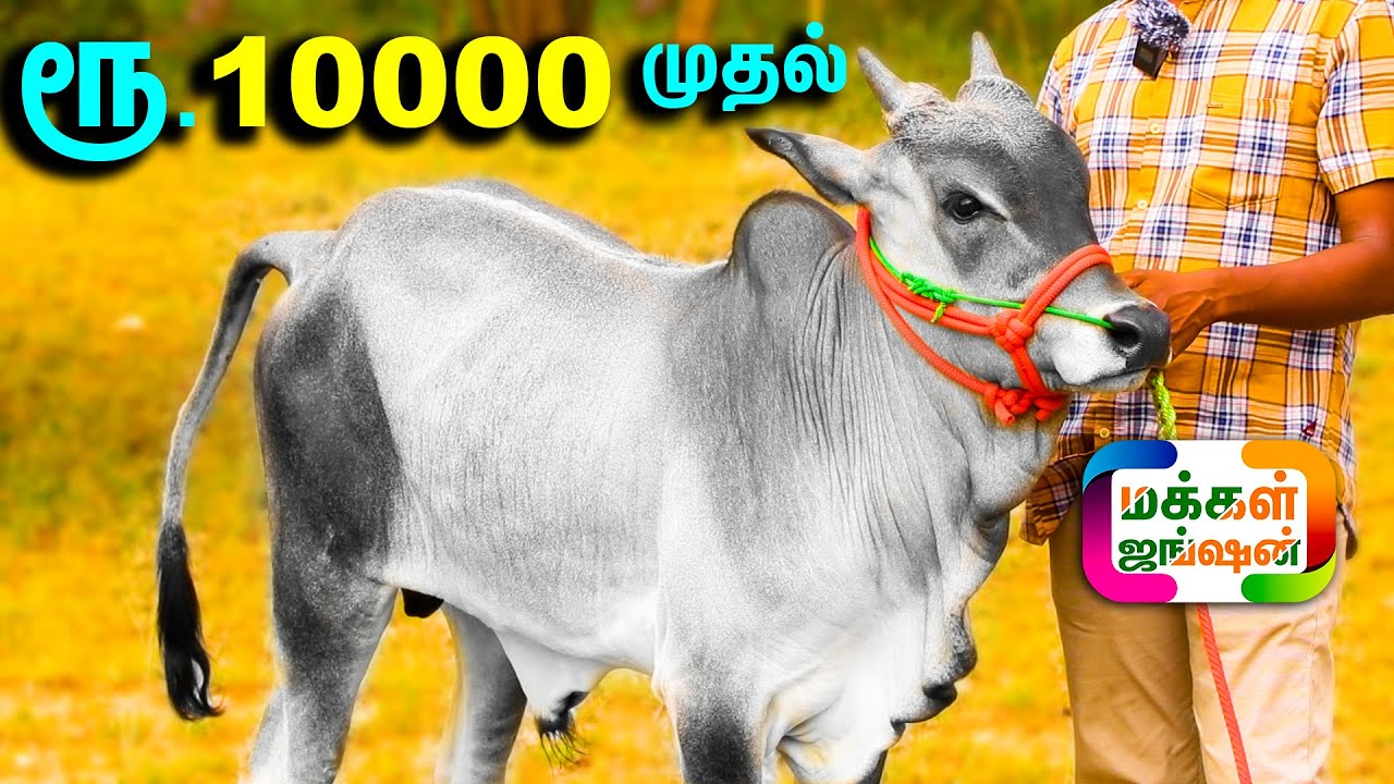காங்கேயம் காளை கன்றுகள் ரூ.10000 முதல் ரூ.40000 வரை, 8 கன்றுகள், 1 கிடாரி கன்று, PART 1