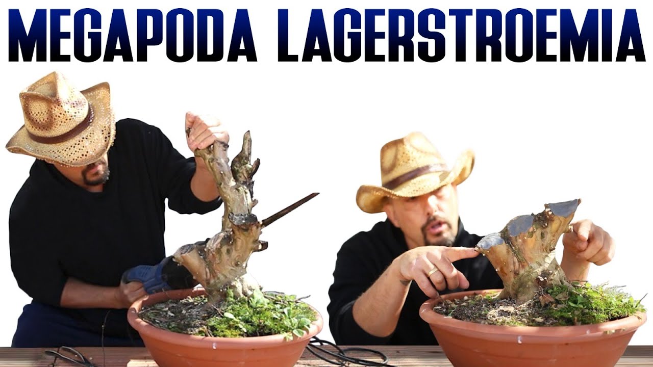 Poda BONSAI Lagerstroemia Indica SALVAJE!