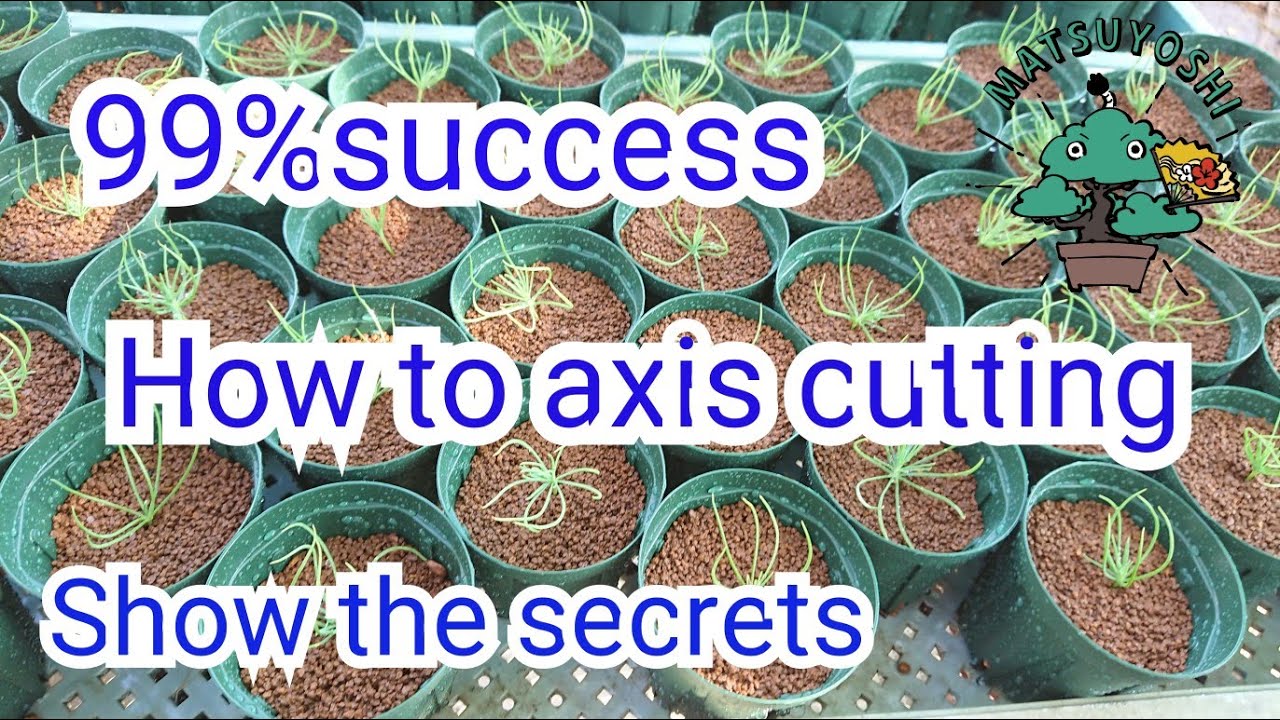 【99.9%success】Black pine axis cutting to make mini bonsai. show you the secrets!  Bonsai Academy