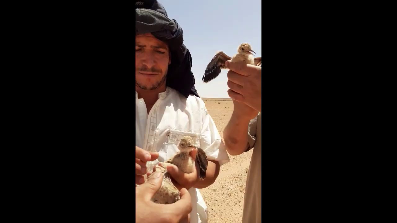 بريش 2020 رحلة موسم الحصاد