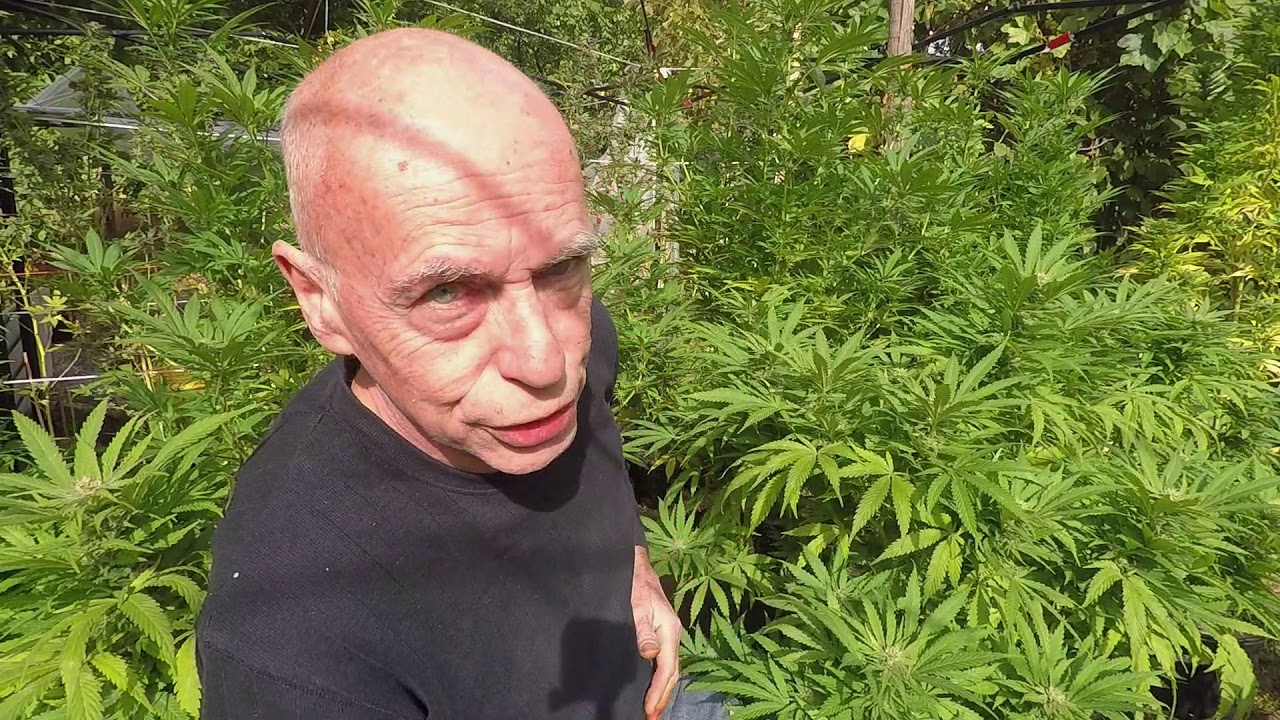 Grape God Strain Review
