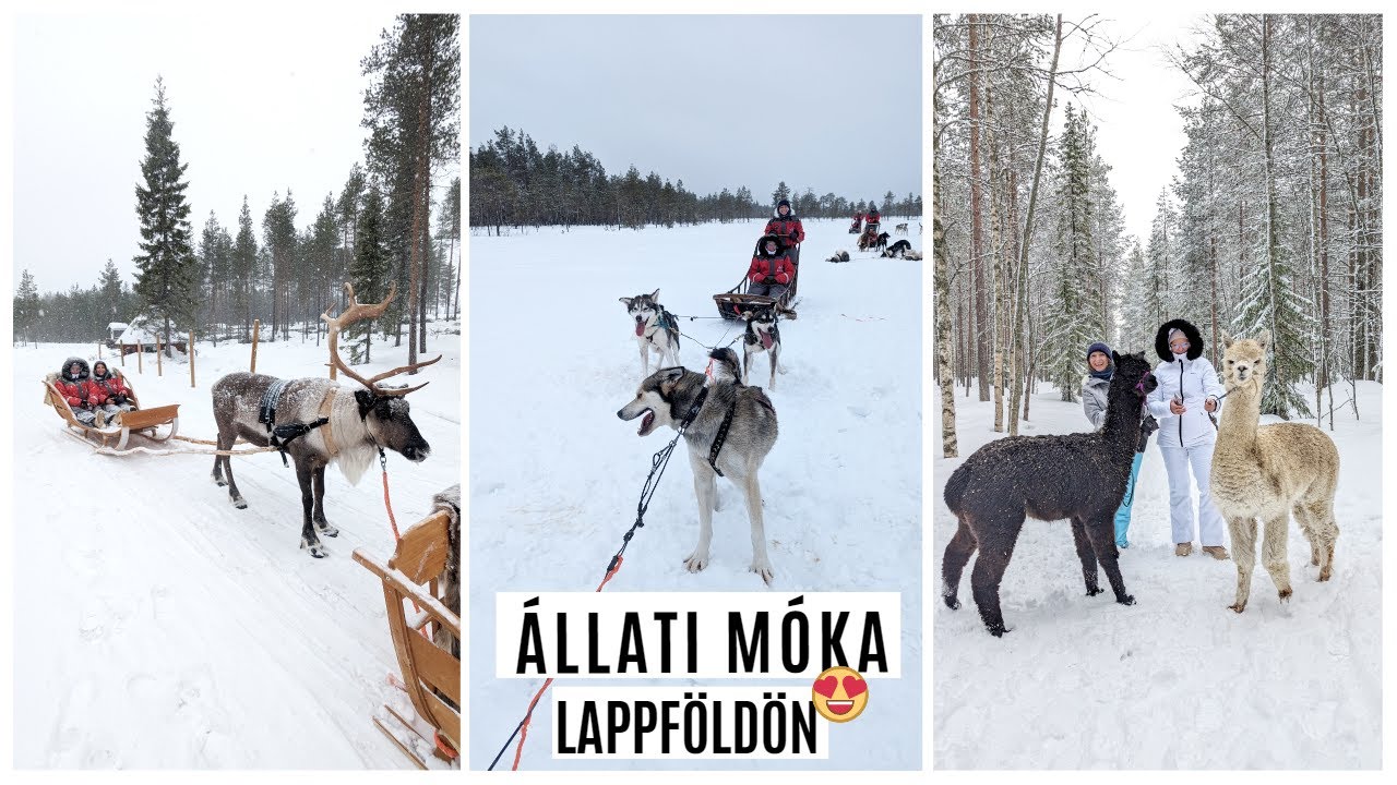 🐾 Miért éppen LAPPFÖLD?! | Rénszarvas szán I Husky szán I Alpaka sétáltatás