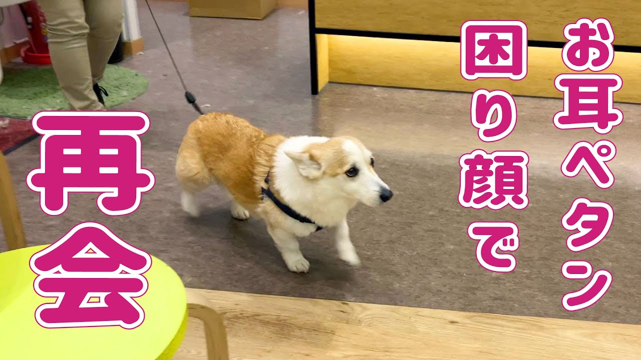 コーギーを預けました。迷子になりながらも再会！！