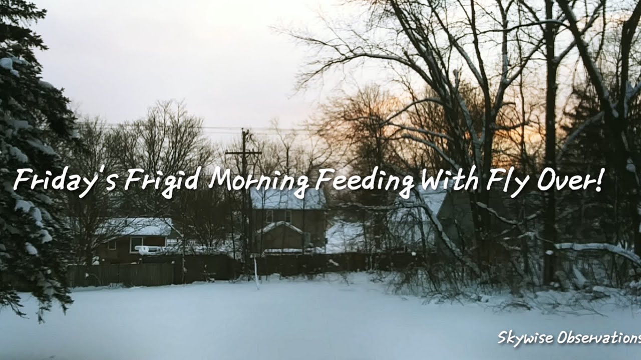Frigid Feedings With Fly Over! 1/23/2026; 8:15 a.m.+