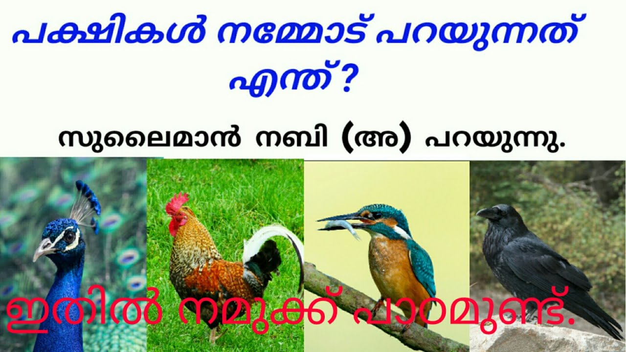#birds#singing,#പക്ഷികൾ,#പറയുന്നത്,
Pakshikal parayunnath |പക്ഷികൾ  പറയുന്നത് |Meaning of birds Voic
