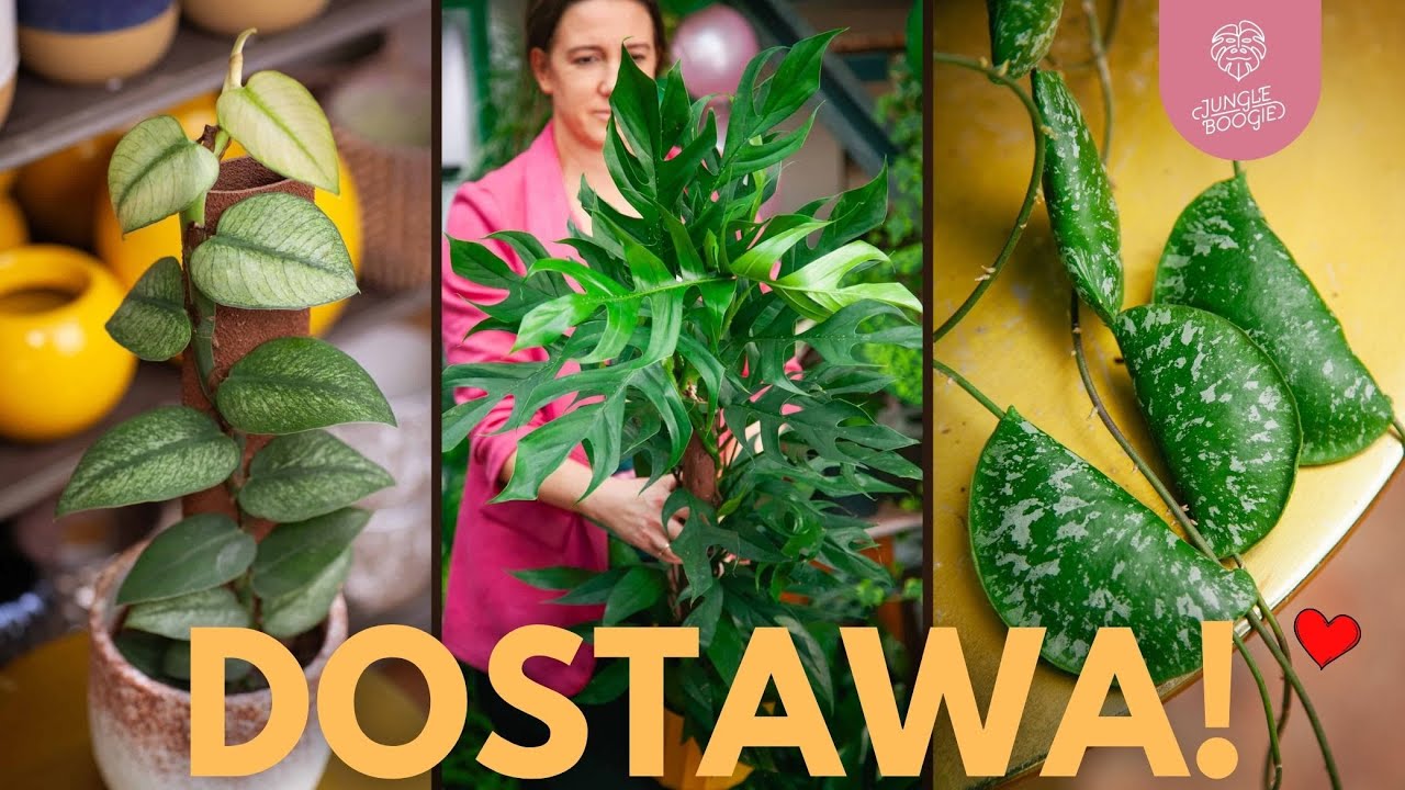 DOSTAWA💚💚💚 Świeże Roślinki dla Chłopczyka i Dziewczynki 🪴🪴🪴😍