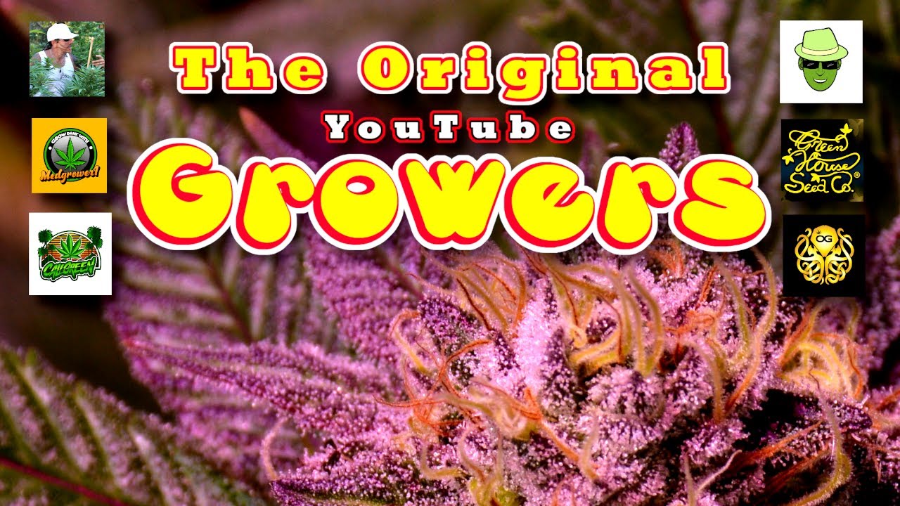 They Risked it all when no one would! The First YT Growers