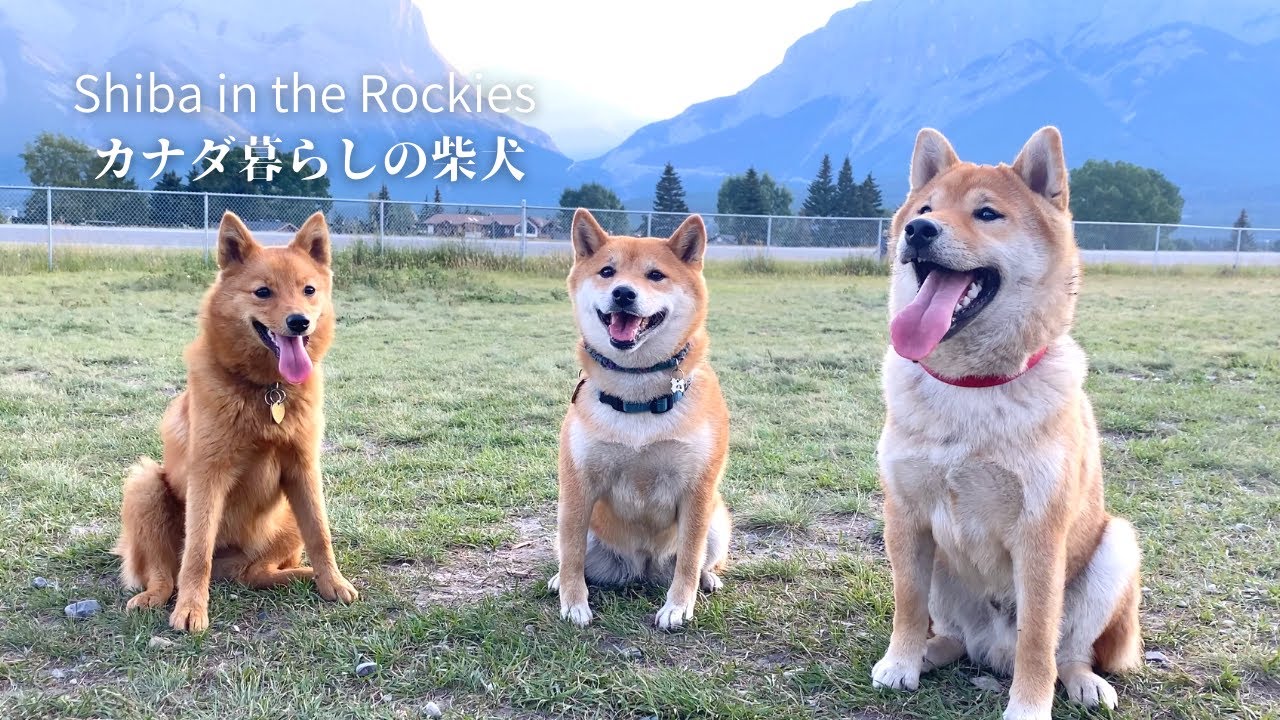 それぞれ座り方が微妙に違うワンコ達が可愛い。【4K】柴犬と暮らすカナダ海外生活。