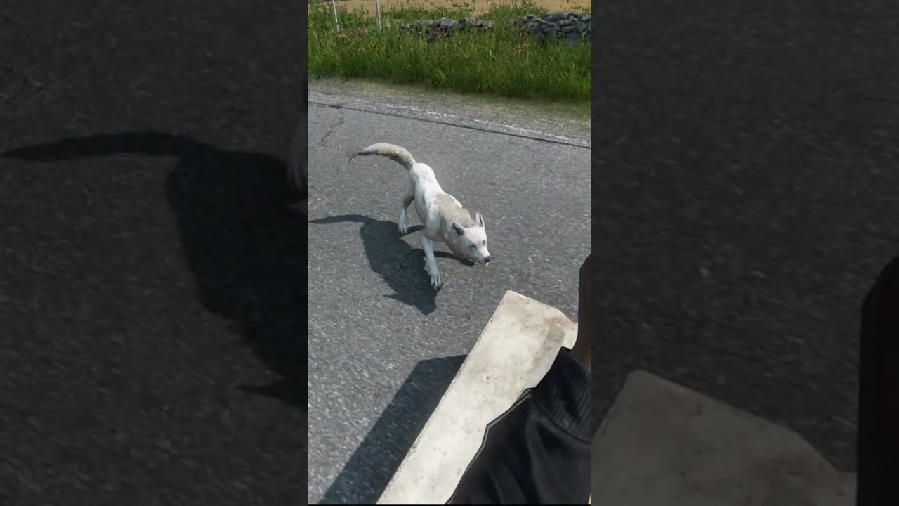 Have You Ever Been Chased By Wolves in DayZ?
