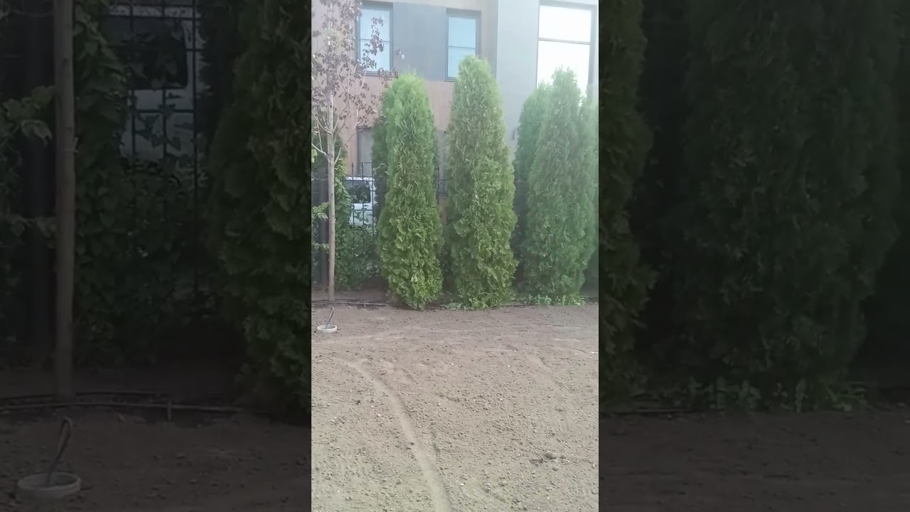 Як шаби танхои танхо