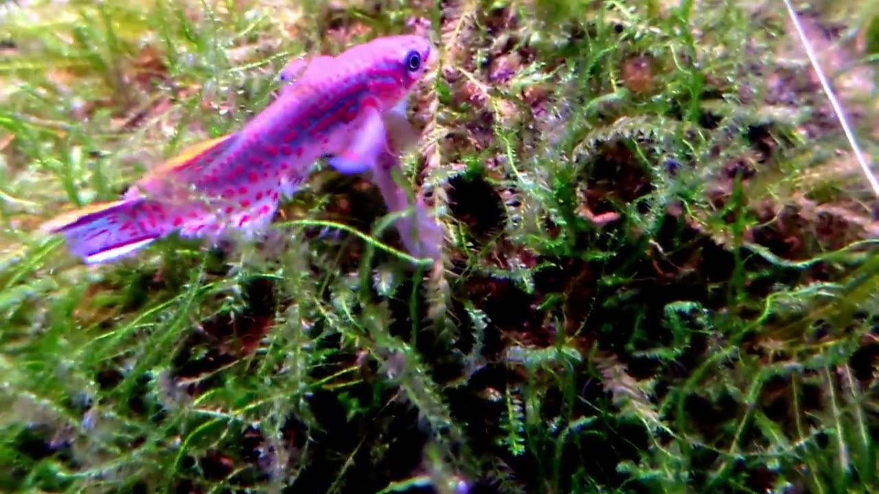 Fundulopanchax Gardneri.