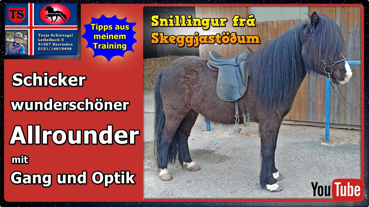 Snillingur, Islandpferd, Isländer, Wallach, Freizeit, Gelände, Turnier, Tipps, Tanja Schienagel