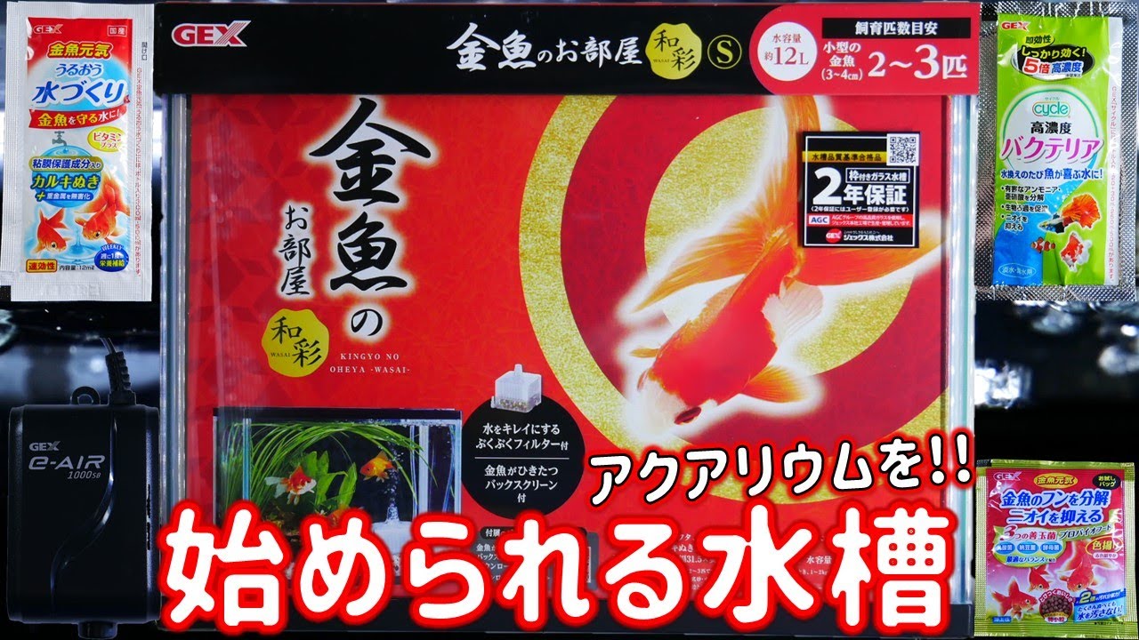 初心者でも簡単に立ち上げできる、餌やフィルターが入っている水槽セットはお得だぜ！GEX 金魚のお部屋 和彩S【ふぶきテトラ】