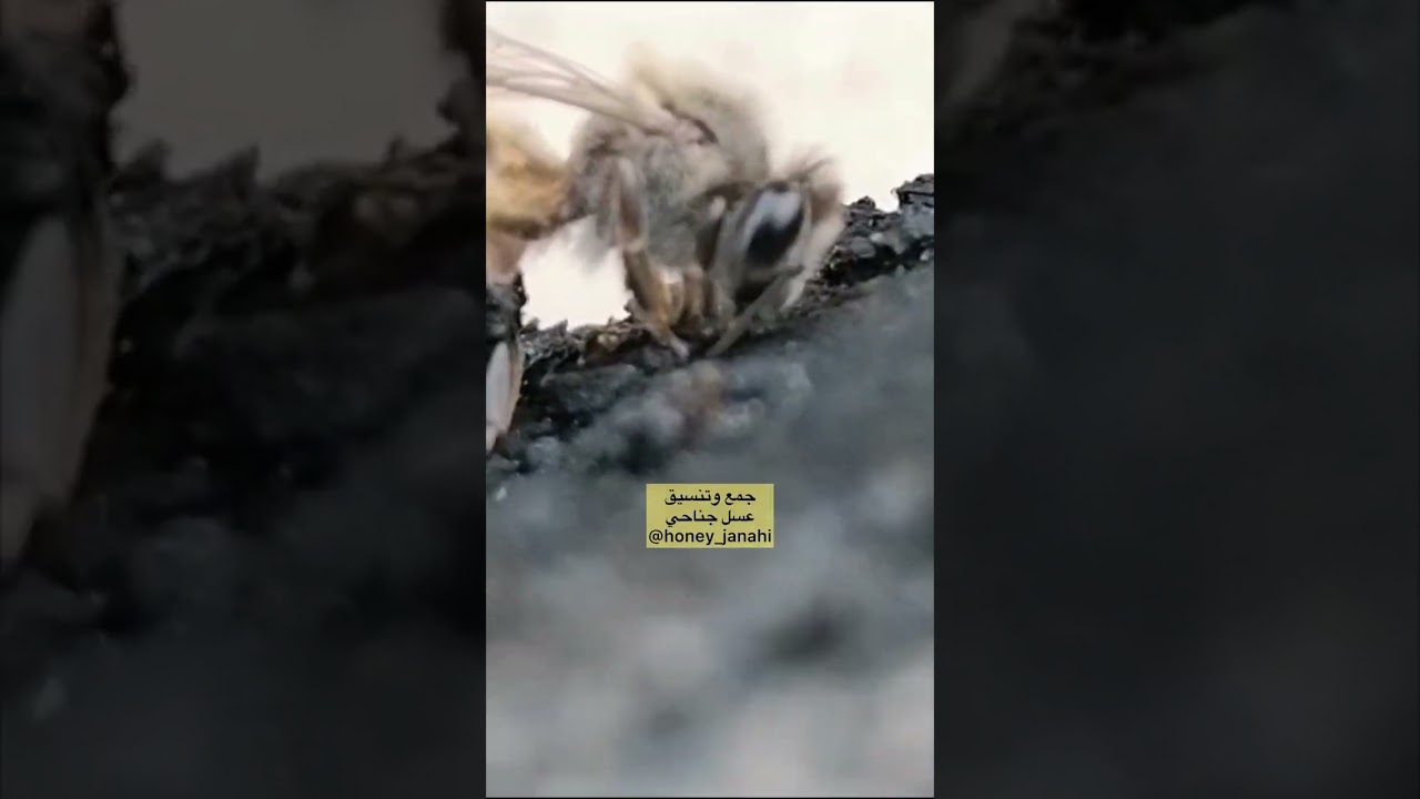 العكبر من إطارات السيارات وتعليق الشيخ فايز القثامي الله يحفظه ويبارك في علمه #عكبر #بروبوليس