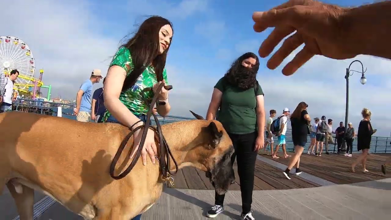 Cash 2.0 Great Dane meeting new people in Santa Monica 66