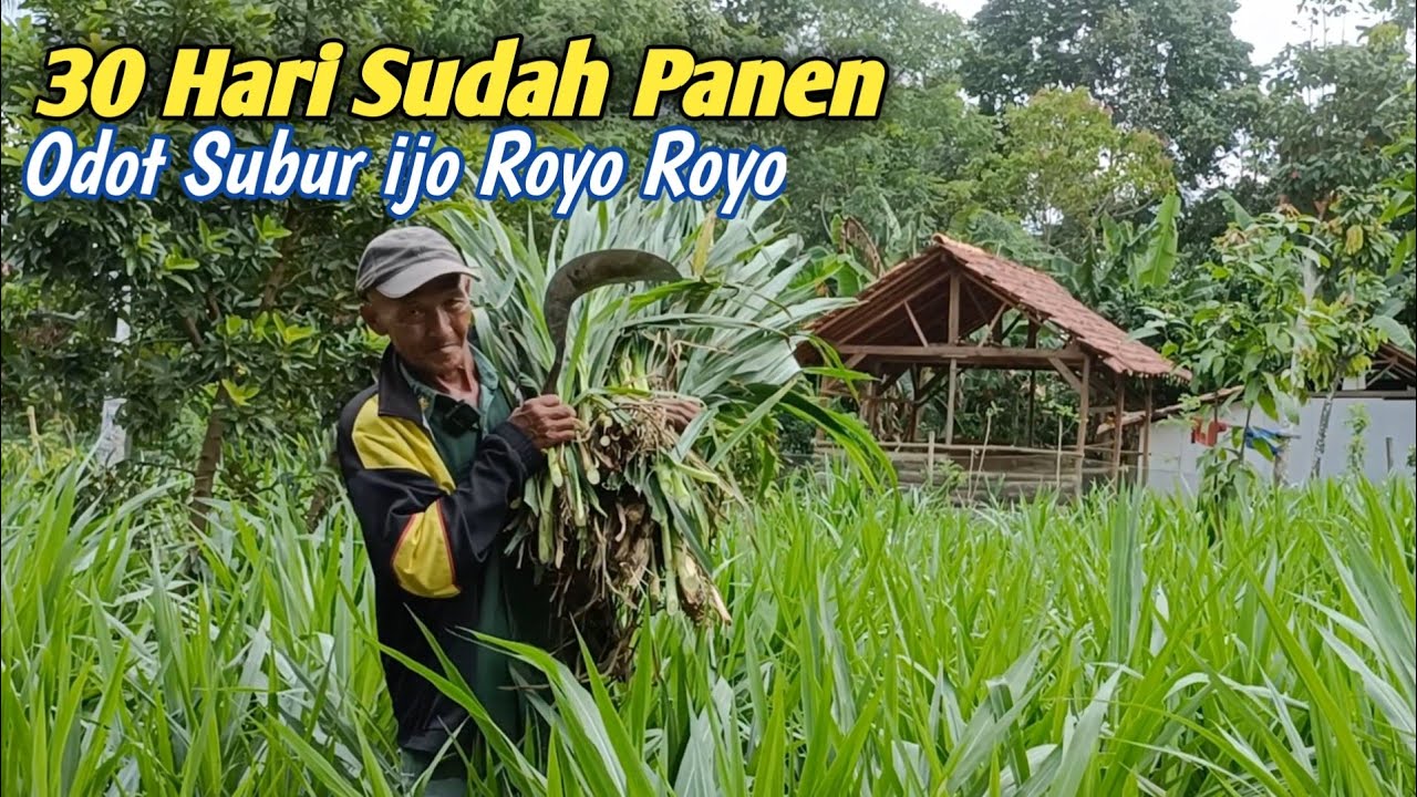 Taktikal Menanam Rumput Odot Supaya Panen Extra Cepat
