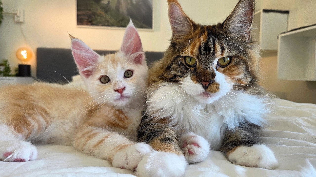 Iris Acts Grumpy - But Loves Her Kitten Uncles!