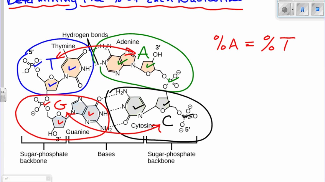 Percentage of Nucleotides