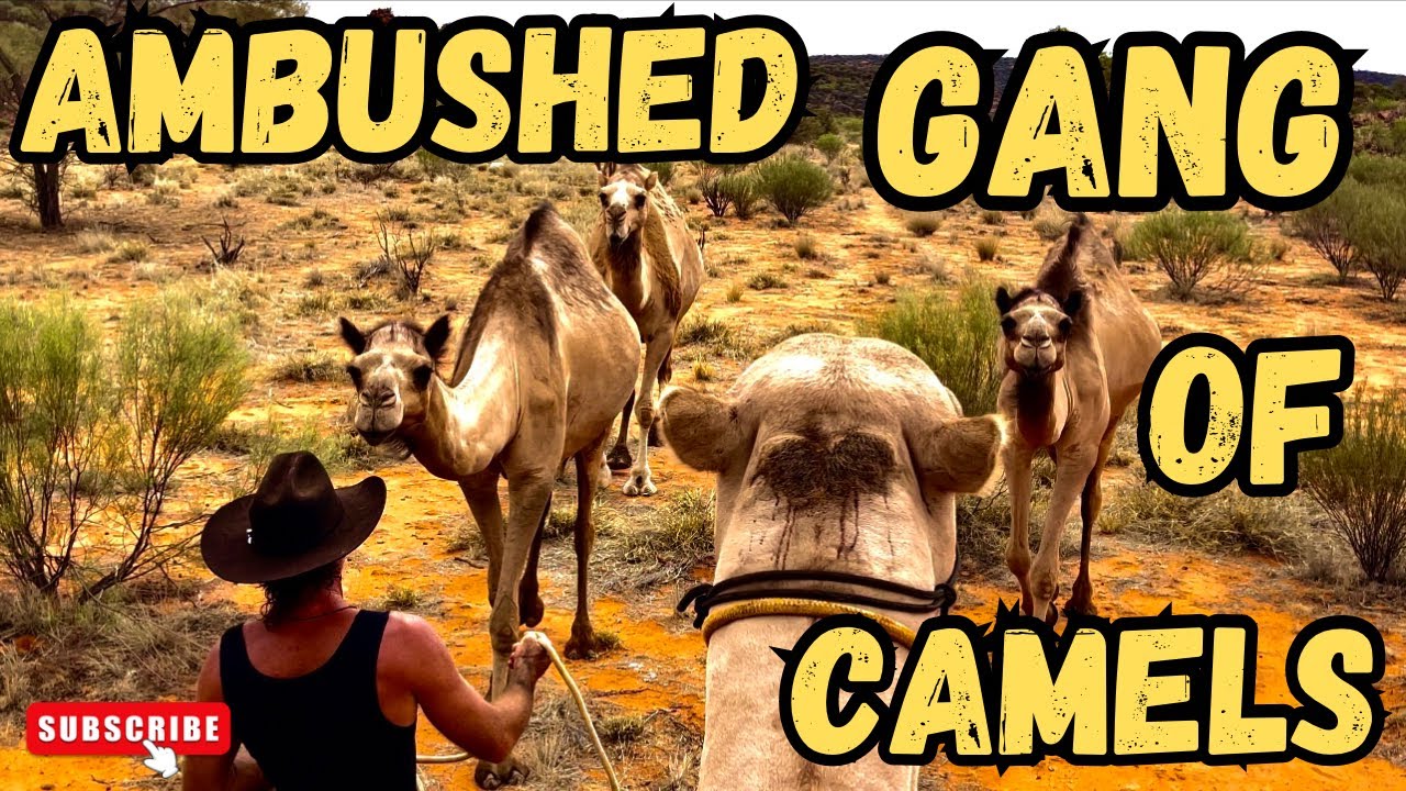 Ambushed by a gang of camels