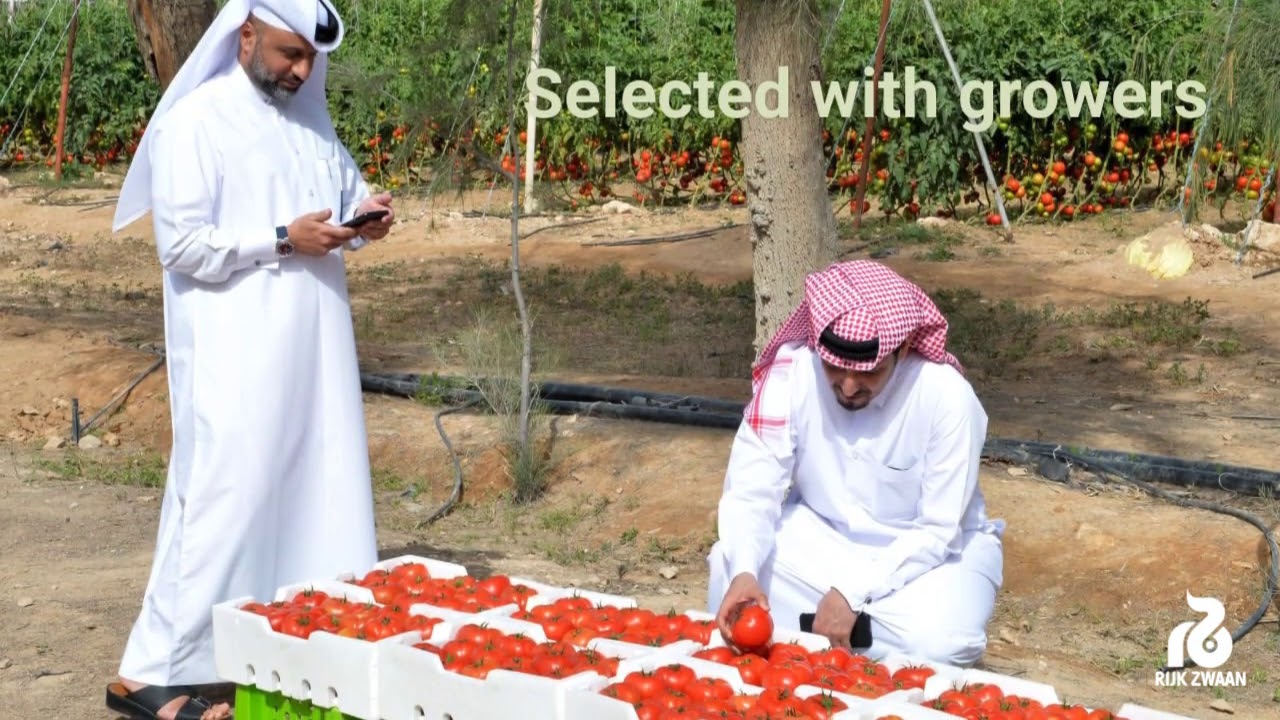 Valouro RZ  طماطم فالورو