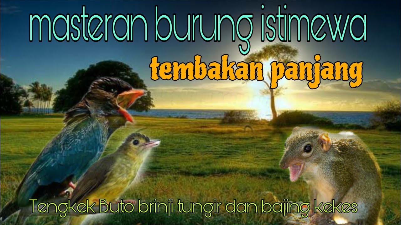 Masteran istimewa Tengkek Buto brinji tungir dan bajing kekes 🔥