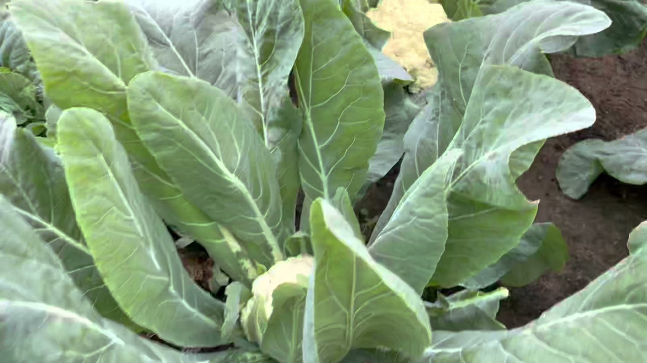 花椰菜採收囉！