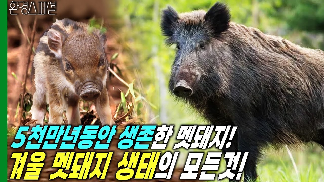 지구에서 5천만년동안 생존한 멧돼지, 한반도 마지막 야생맹수 멧돼지의 모든 것 [환경스페셜-야생맹수, 멧돼지] / KBS 20040602 방송