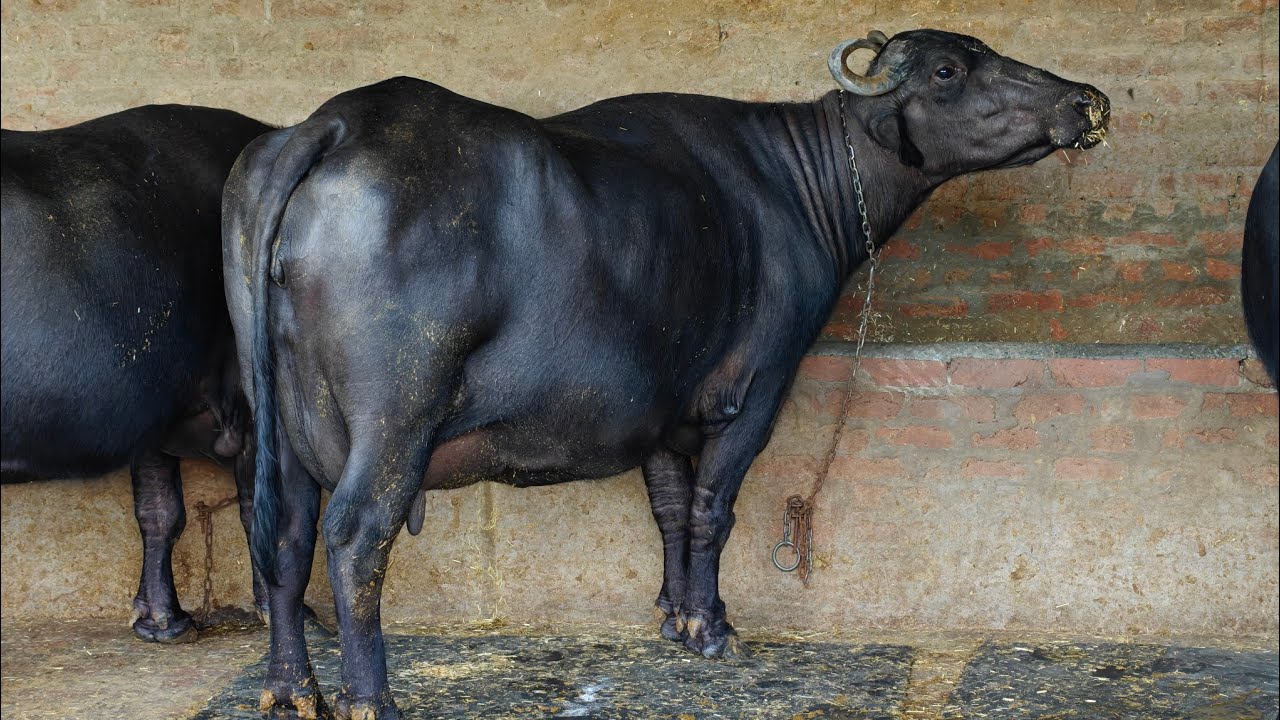 5 Animals for sale, 5 ਪਸ਼ੂ ਵਿਕਾਊ 