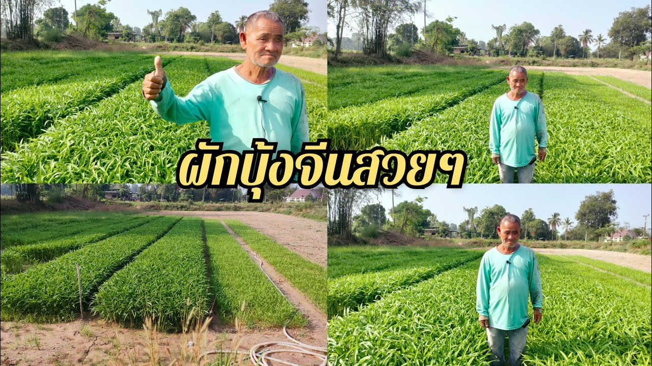 ปลูกผักบุ้งจีน งามๆ ราคาช่วงนี้ไม่แรง พอขายได้ อยู่ได้ 3โล 20 บาท