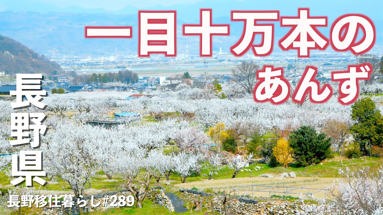 【長野移住】一面あんずの花が咲き乱れる!!こんな所があったのか!!｜あんずの里｜クチーナ・デル・ポルコ｜ドライブ｜田舎暮らし｜長野県｜4K