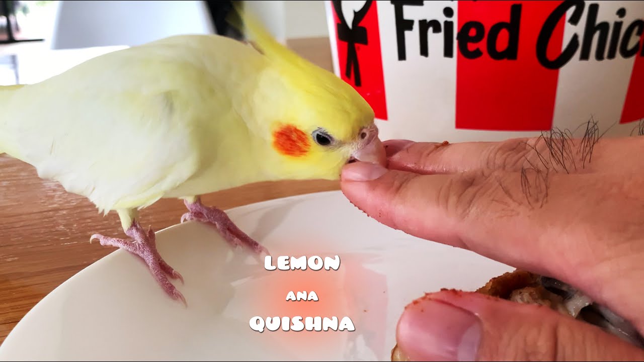 Кореллы не разрешают мне есть курицу из KFC