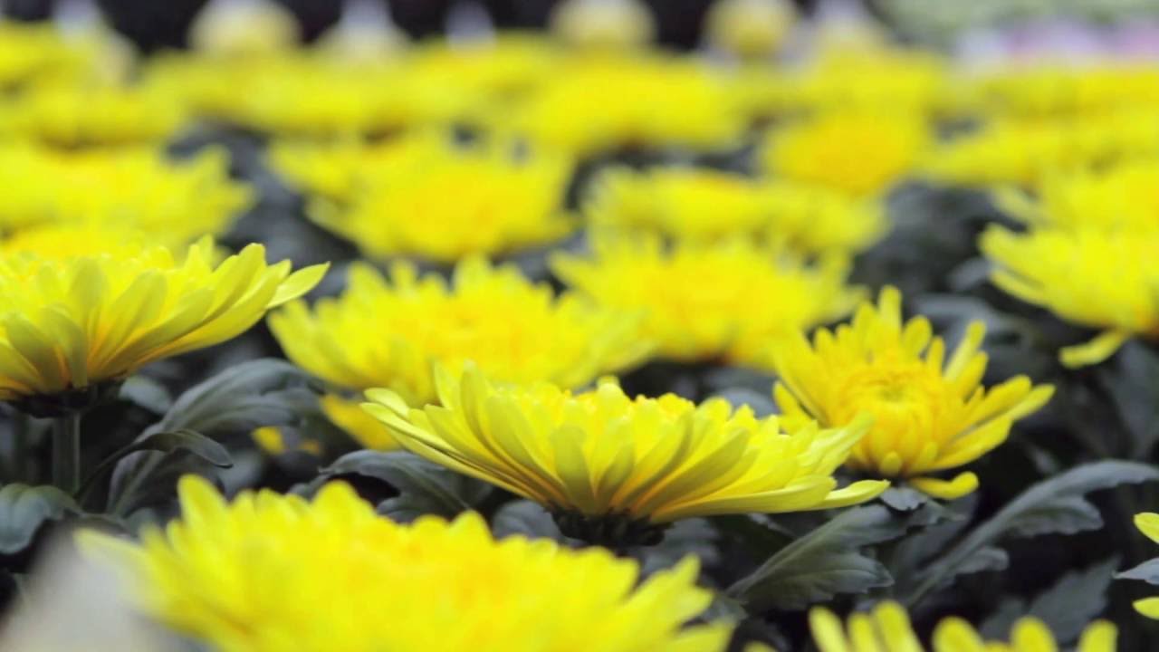 Dekker bedrijfsfilm 120 sec ( NL)