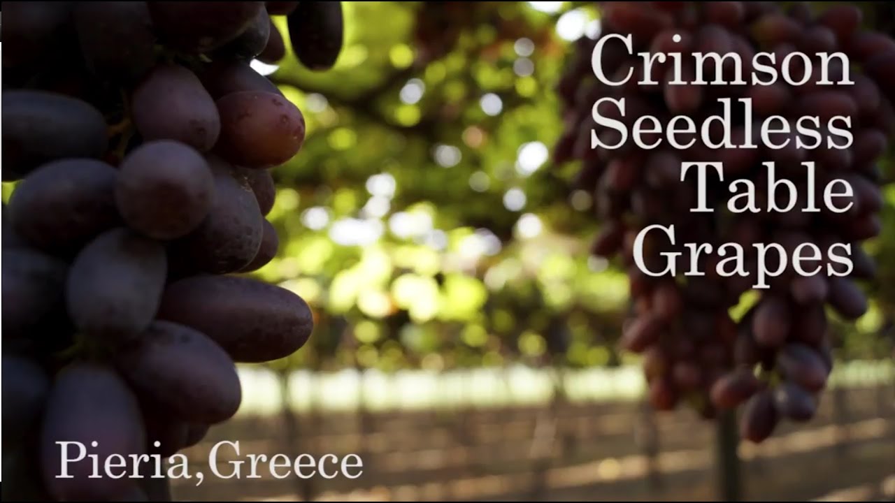 Crimson Seedless Table Grapes from Vrontou,Pieria,Greece.(2016)
