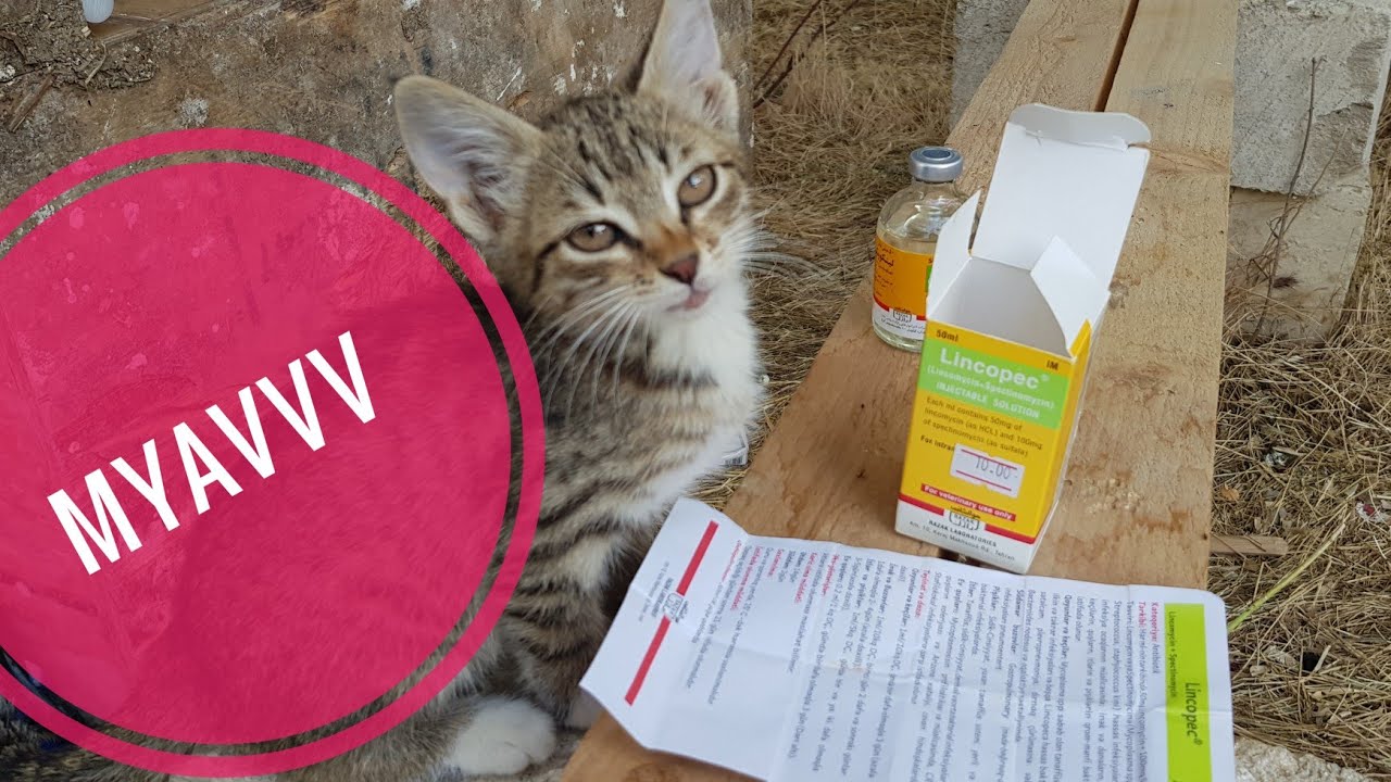 LINCOPEC - Toyuqlarda CRD , xalera kimi xesteliklerin praflaktika ve mualicesi ucun antibiotik