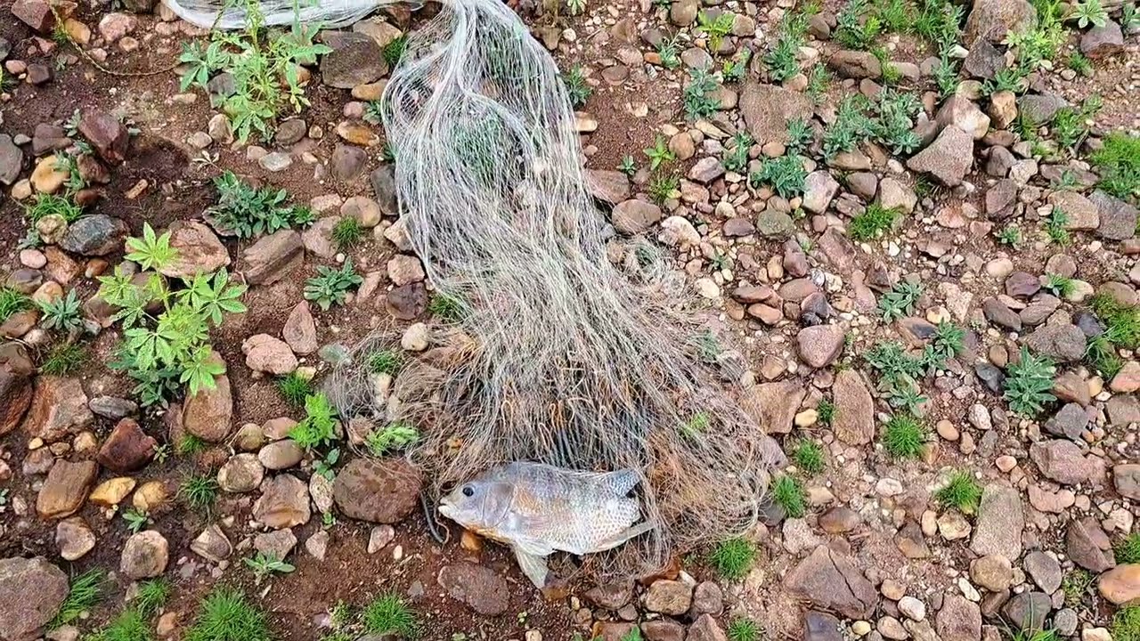 TINHA UMA TILÁPIA GIGANTE NA TARRAFA E ELE TOMOU UM GRANDE SUSTO