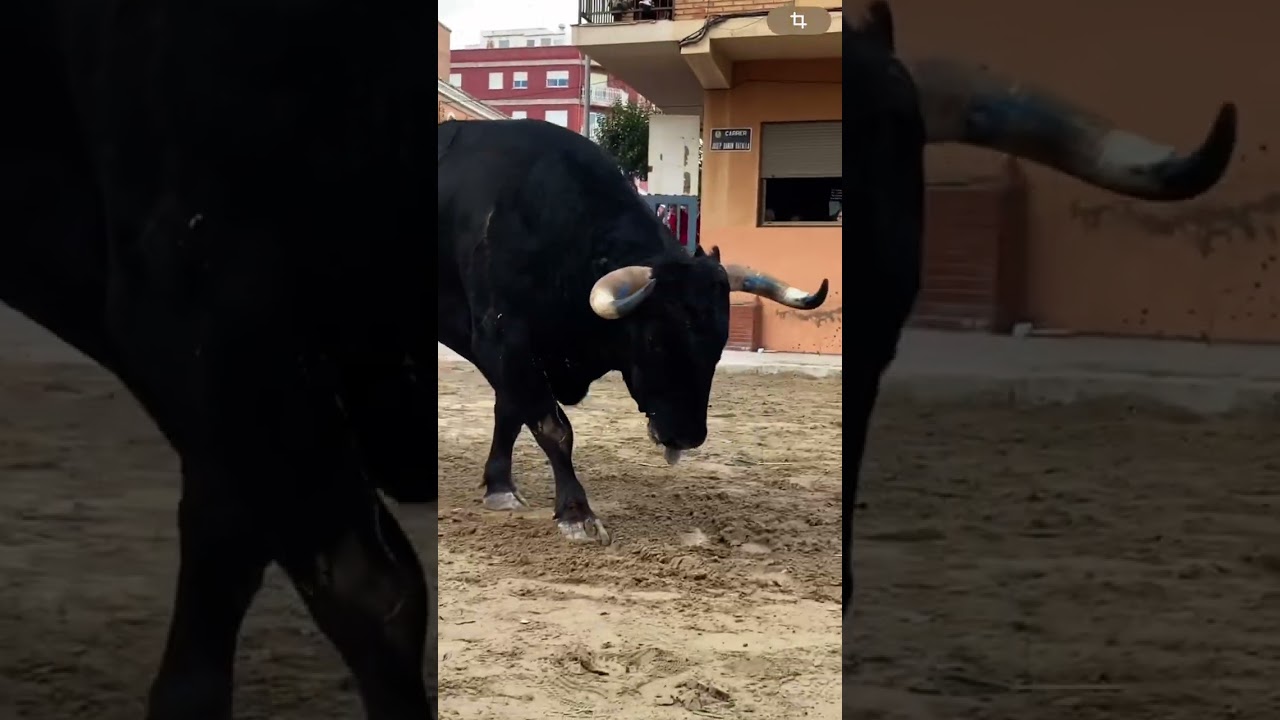 Increible toro de Jandilla para cerrar las fiestas en Vila-real #toros #bull #fiesta #viral #toro