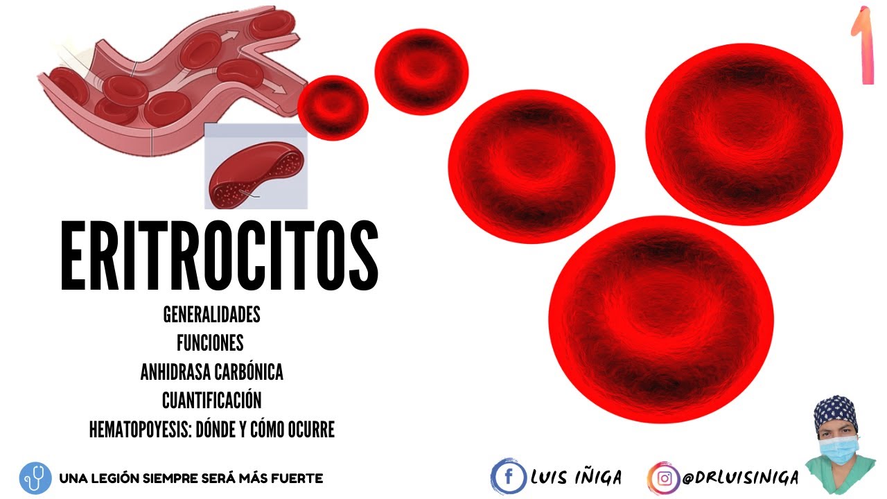 Fisiología: Eritrocitos | Generalidades, Funciones, Cuantificación, Hematopoyesis | Parte 1