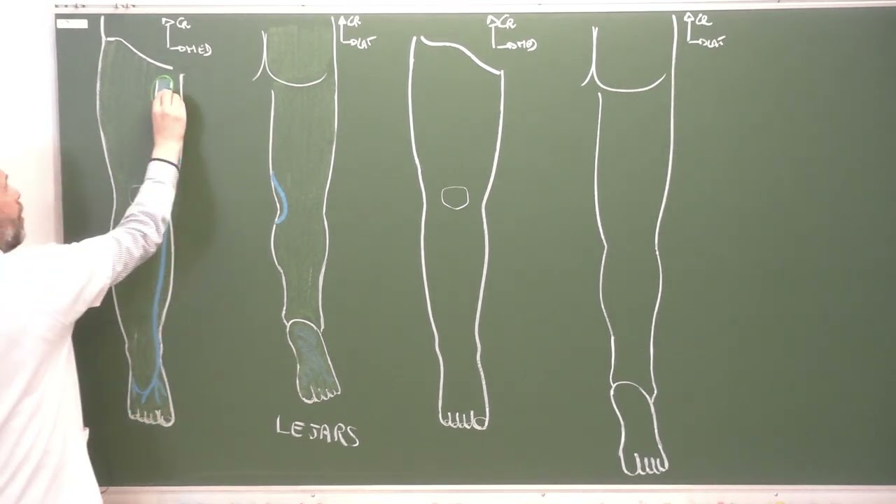MI12 : Espaces superficiels du membre inf&eacute;rieur [Superficial fascia of the lower limb]
